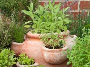 Various clay pots of differing sizes display a variety of lush herbs, showcasing a vibrant assortment of greenery and texture.