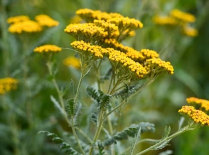 This herb features clusters of bright yellow, flat-topped flowers held above silvery-green, finely divided, fern-like foliage.