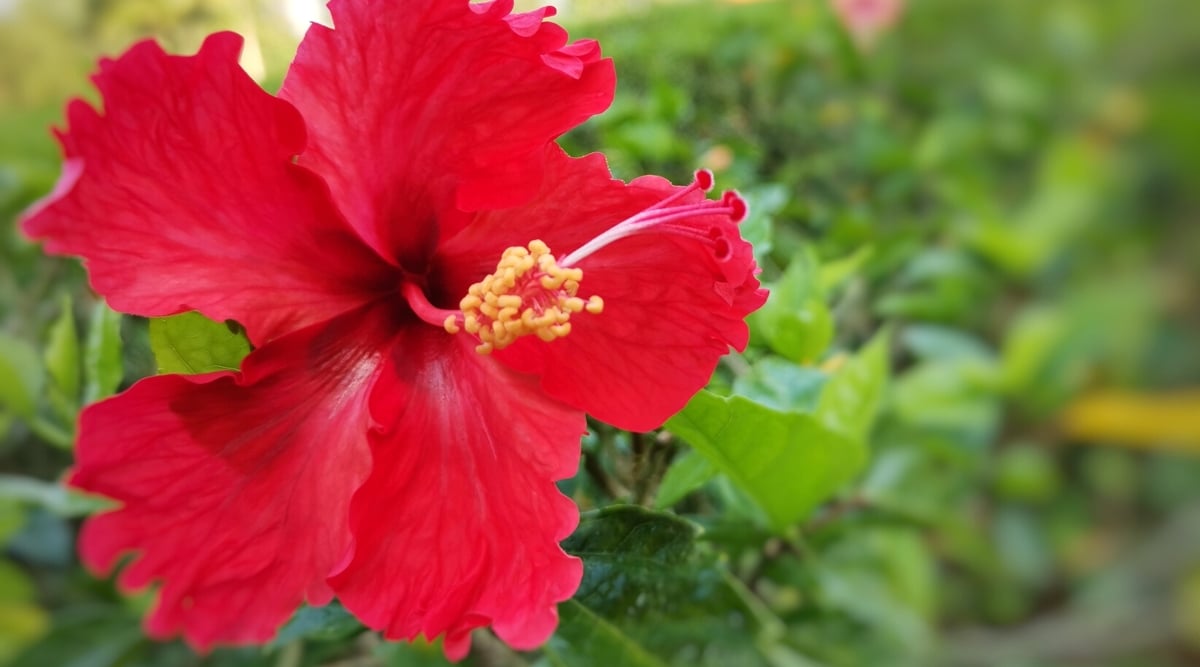 Close-up of a blooming Hibiscus on a blurred green background. The flower is large, showy, bright red, consists of five fringed petals that form a distinct tube or funnel shape.