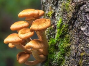 Close-up of tree bark infested with Honey Fungus in a garden against a blurred background. Honey Fungus, scientifically known as Armillaria mellea, is a destructive parasitic fungus that infests various woody plants, including trees and shrubs. It forms dense clusters of honey-colored toadstools with convex caps that flatten and darken with age. Part of the bark is covered with green moss.