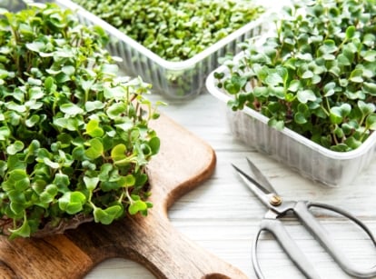 How to grow and care for microgreens without soil