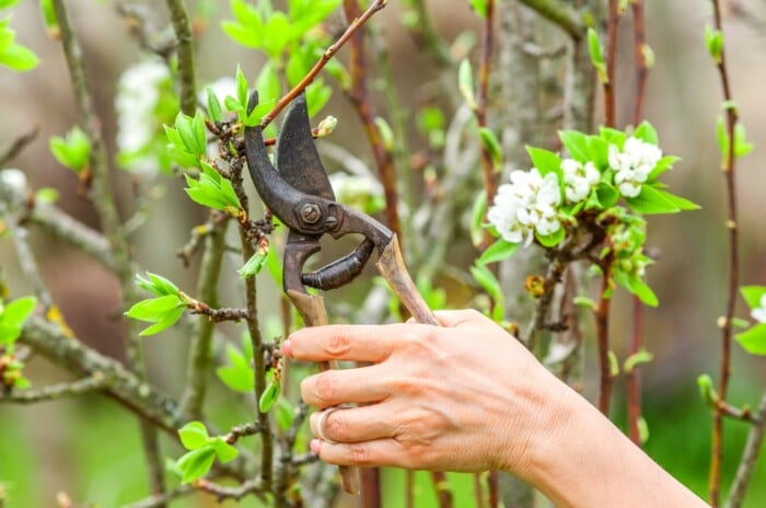 how to prune overgrown fruit trees