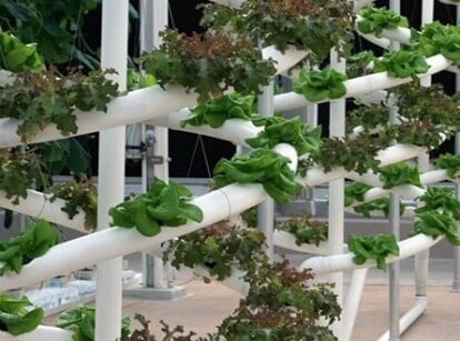 Hydroponics vs. Soil: 7 Reasons Hydroponics Wins | Epic Gardening