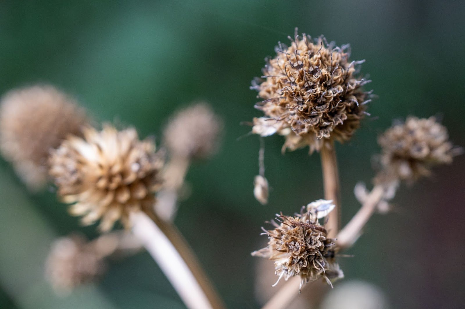 Close up of rattlesnake master seed heads, brown and dry with hairs