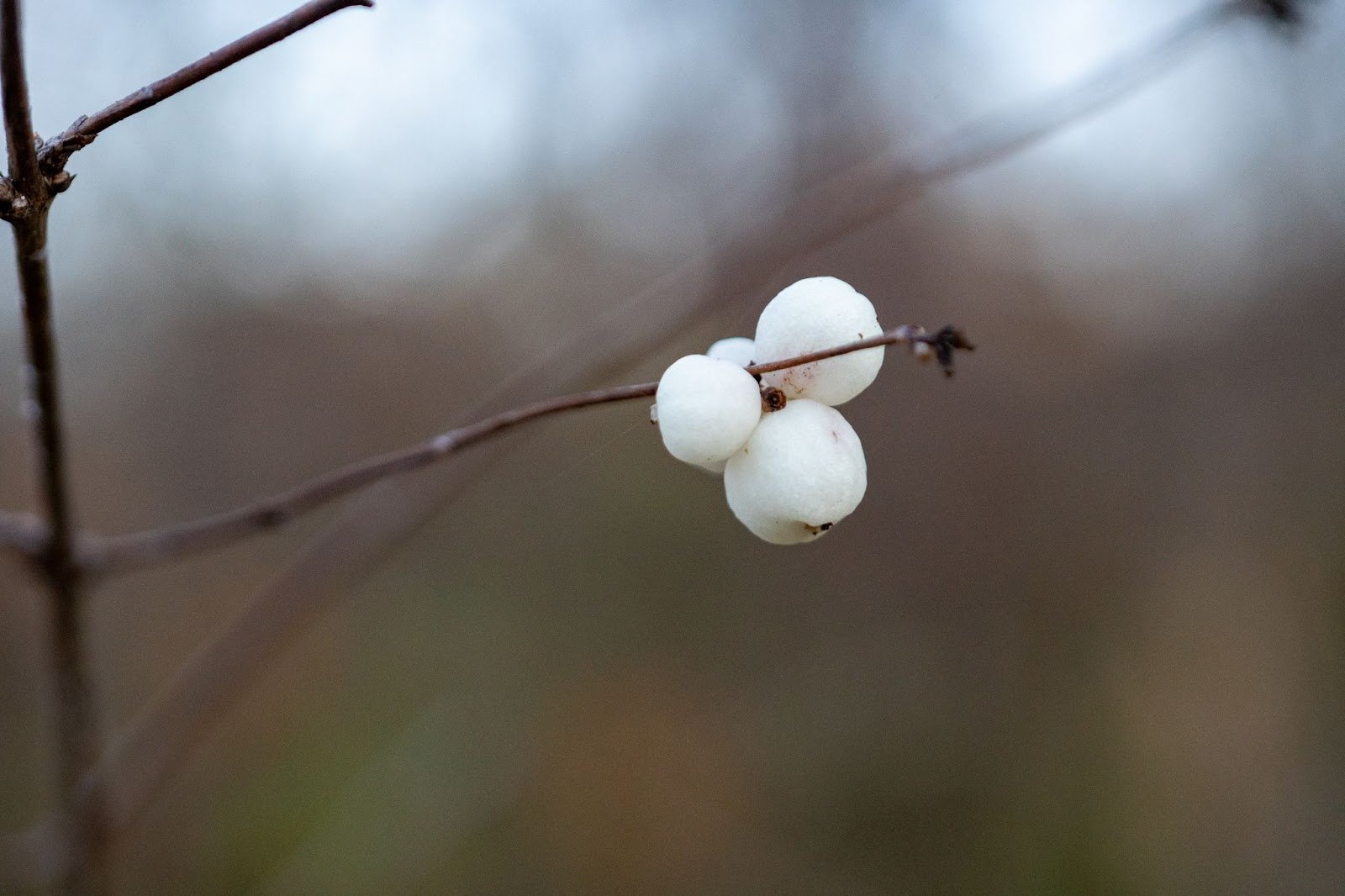 Little white berries at the end of a leafless stem