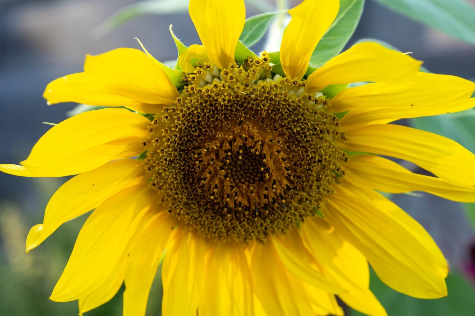 Close up of yellow sunflower with petals