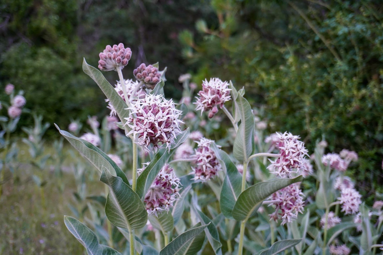 Purple balls of milkweed flowers