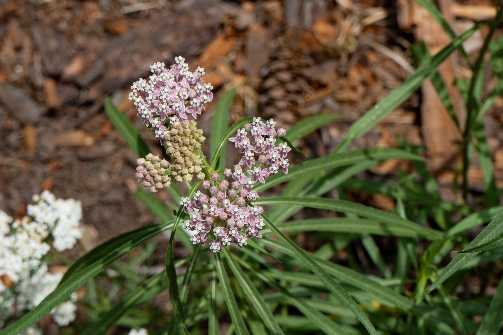 The small clusters of narrowleaf milkweed with long, slender foliage