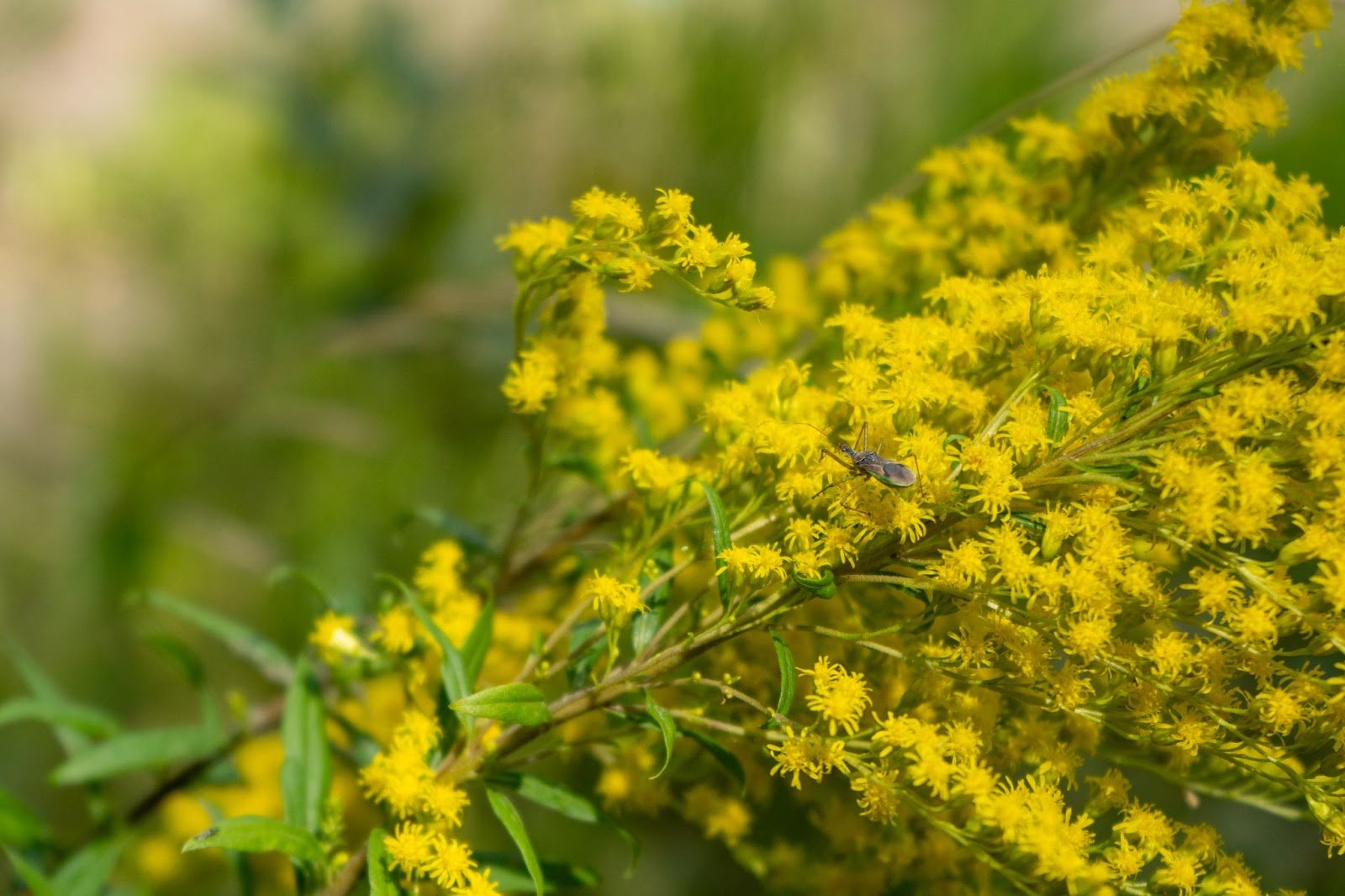 Clusters of tiny golden flowers on goldenrod plant