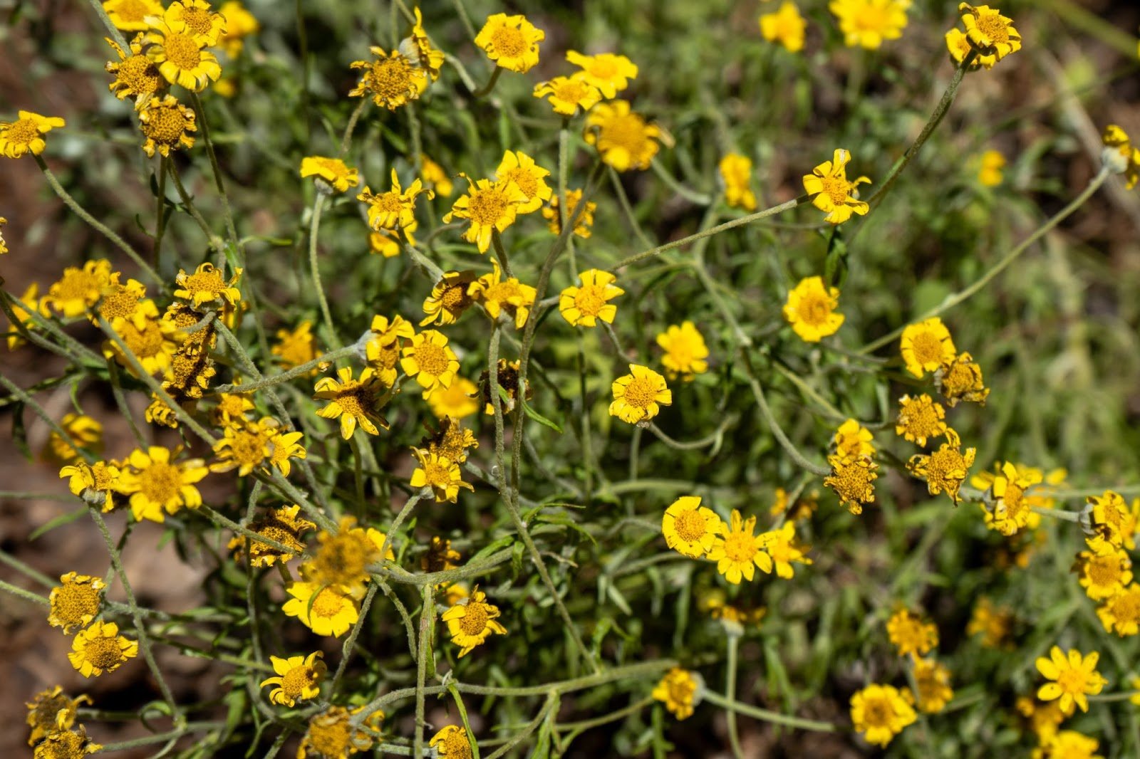 small yellow blossoms on long green stems