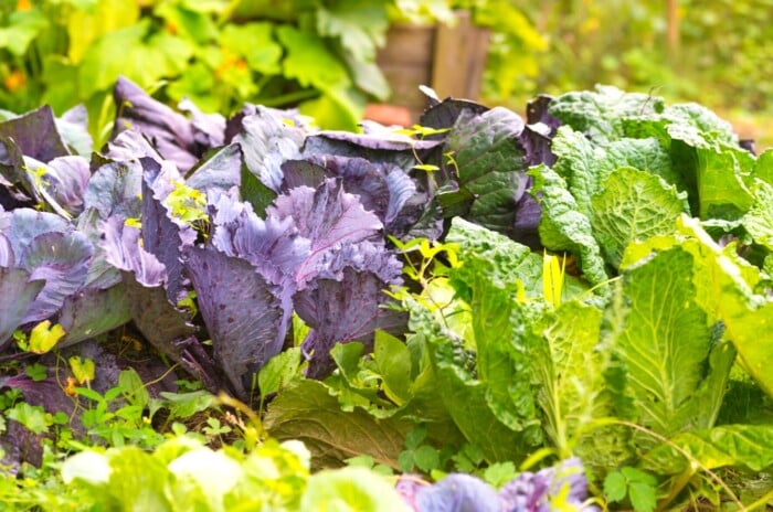 A cluster of brassicas in vibrant shades of purple and green, creating a captivating display of nature’s colors. The intricately layered leaves showcase a harmonious blend of rich hues, adding depth and visual interest to the composition.