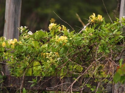 Close-up of a blooming invasive honeysuckle growing on a fence in a garden. Japanese honeysuckle (Lonicera japonica) is a deciduous, vining plant known for its twining growth habit and fragrant flowers. The leaves are opposite, oval, and dark green, creating a dense cover. The flowers are tubular, white to yellow.