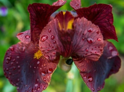 Iris flowers growing after being planted in the spring