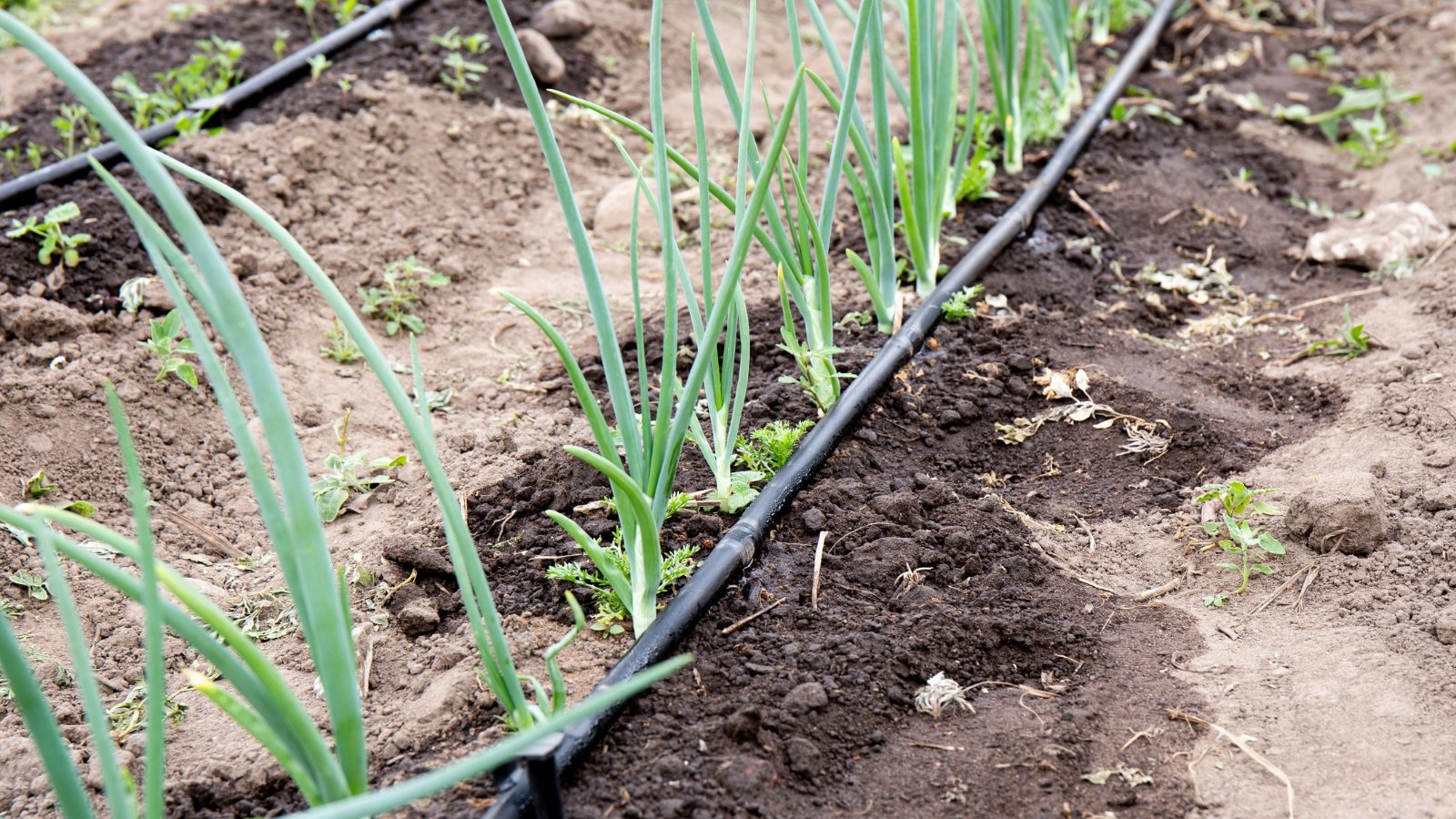 Drip irrigation tubing running through a garden bed, providing consistent watering to the plants, with small droplets visible on the hose.