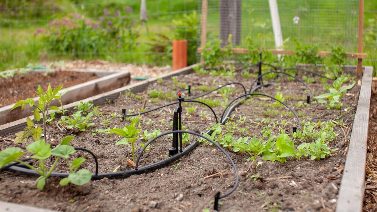 An irrigation system set up in an elevated planter with the tubes nestled on the soil, oing to each plant.