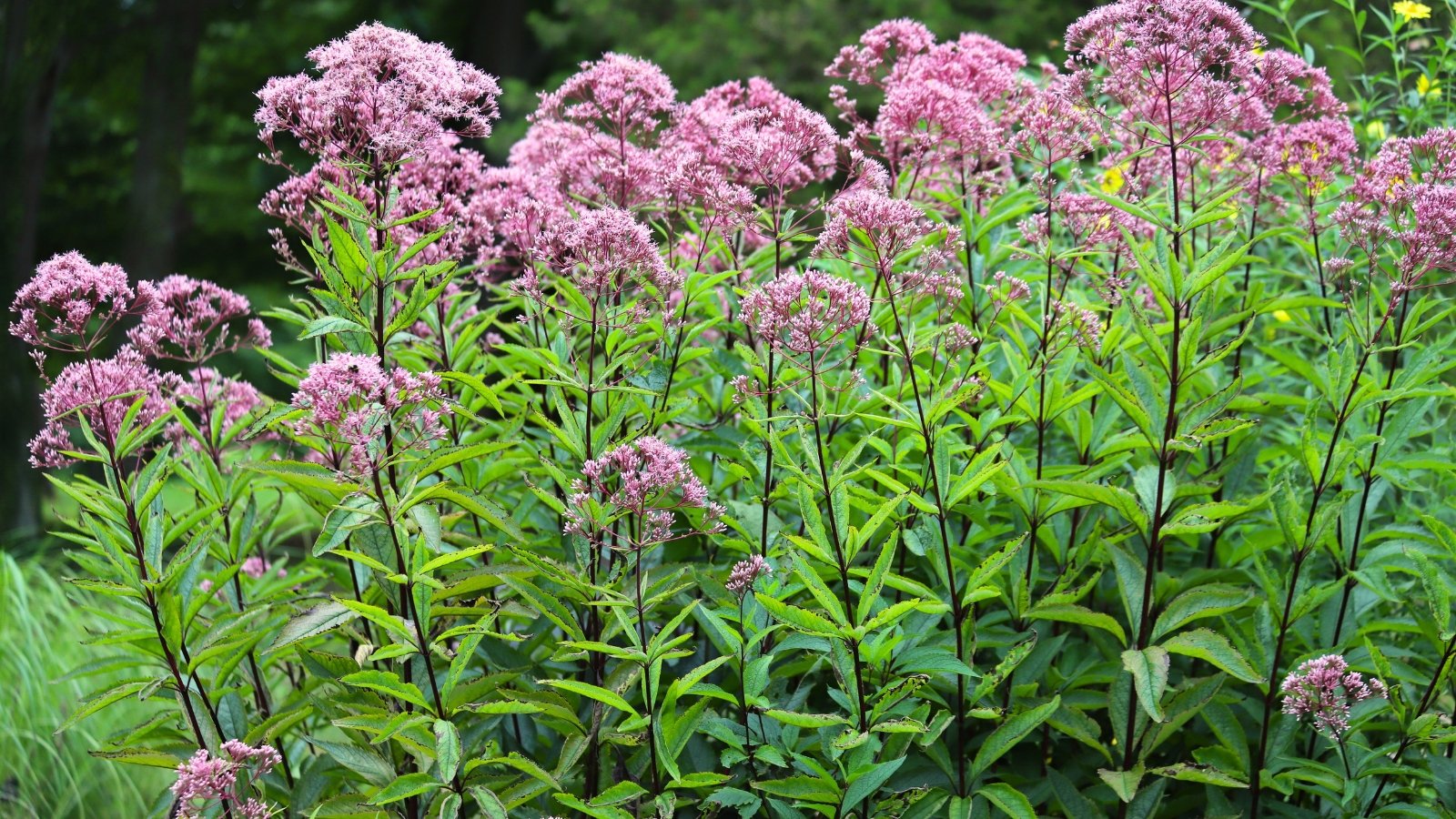 View of a flowering Joe Pye Weed plant against a blurred background. Joe Pye Weed (Eutrochium spp.) is a tall, robust perennial herb with sturdy stems and whorls of lance-shaped leaves arranged along the stems. Clusters of small pink flowers bloom at the tops of the stems.