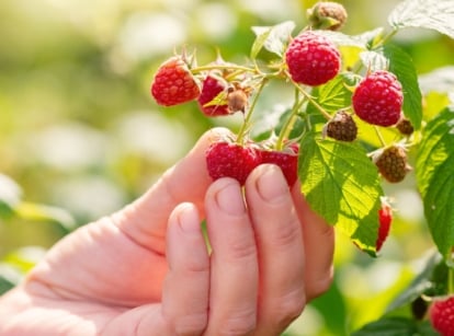 Close-up of a gardener's hand harvesting ripe raspberries from a bush, an important July gardening task.