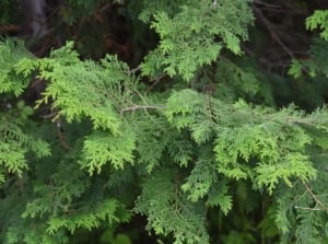 A tall tree with layered, fan-shaped branches of deep green foliage.