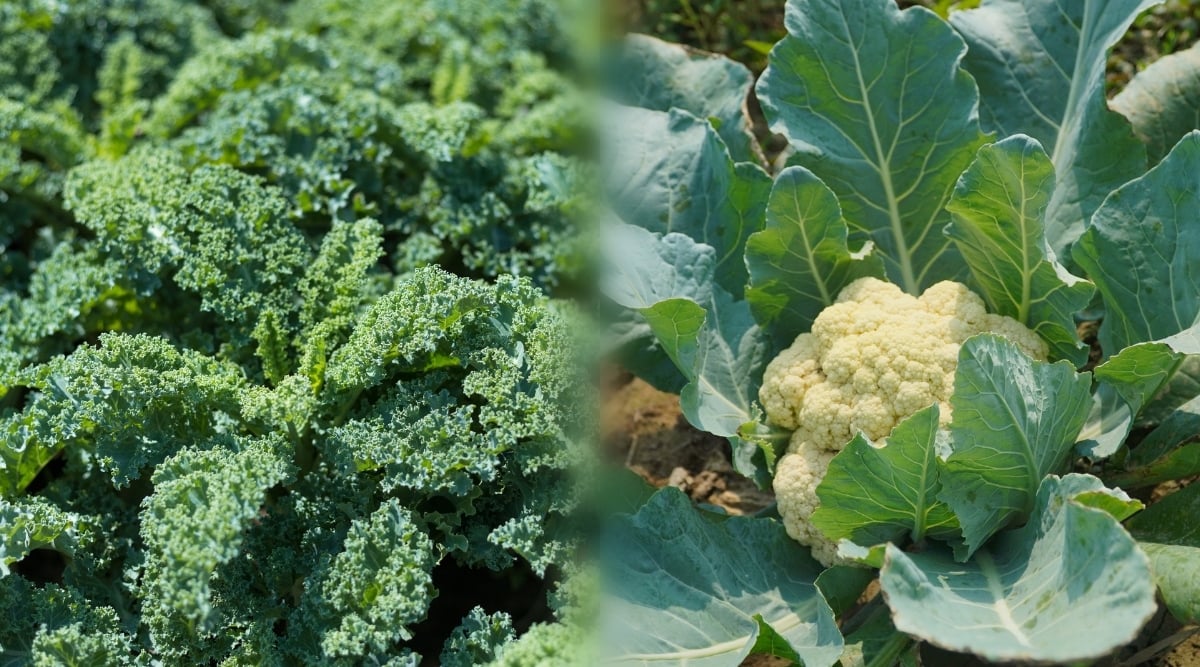 Combined two images of a growing Kale and Cauliflower in a garden. Kale forms vertical rosettes of large elongated leaves with strongly curly edges. Leaves are deep dark green. Cauliflower is a biennial plant consisting of a compact, rounded head known as curd, which is the edible part of the plant. Cauliflower leaves grow in a rosette shape and surround the curd, providing protection and support. Cauliflower leaves are large, broad and somewhat rough in texture, and bluish green in color. The curd, also called the "head", consists of densely packed white flower buds.