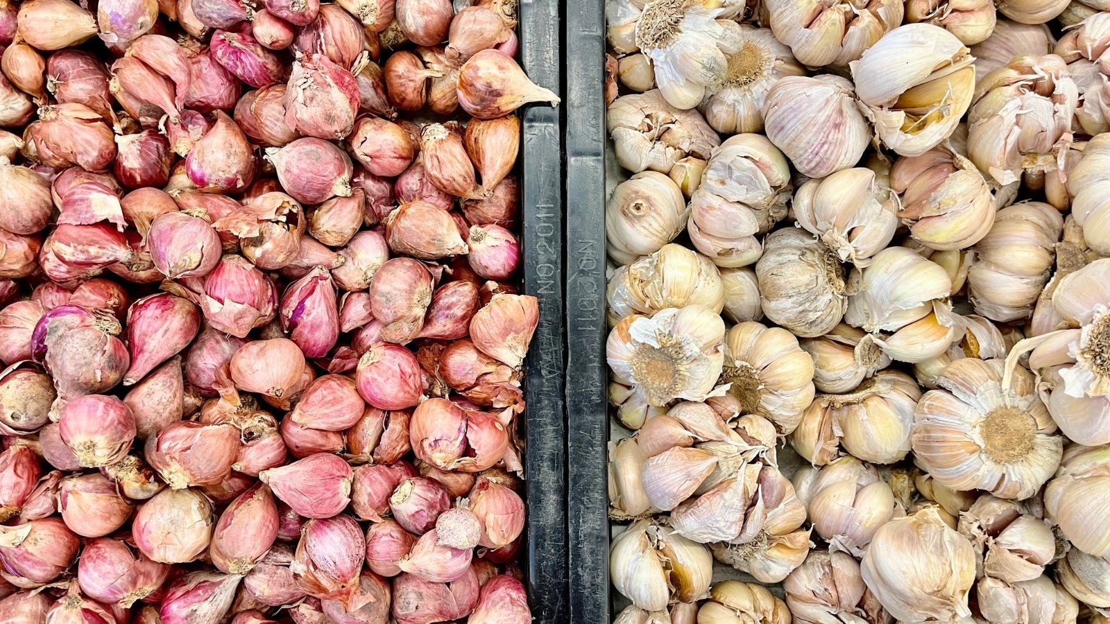 Two types of seed garlic side-by-side