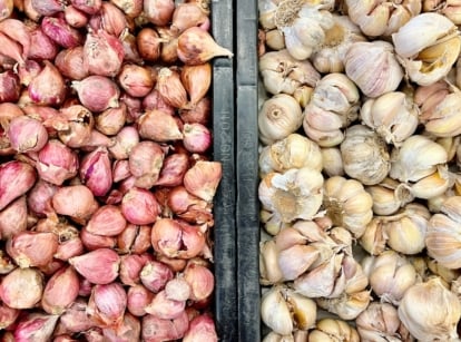 Close-up of two black crates filled with pinkish and white-gray garlic seeds.