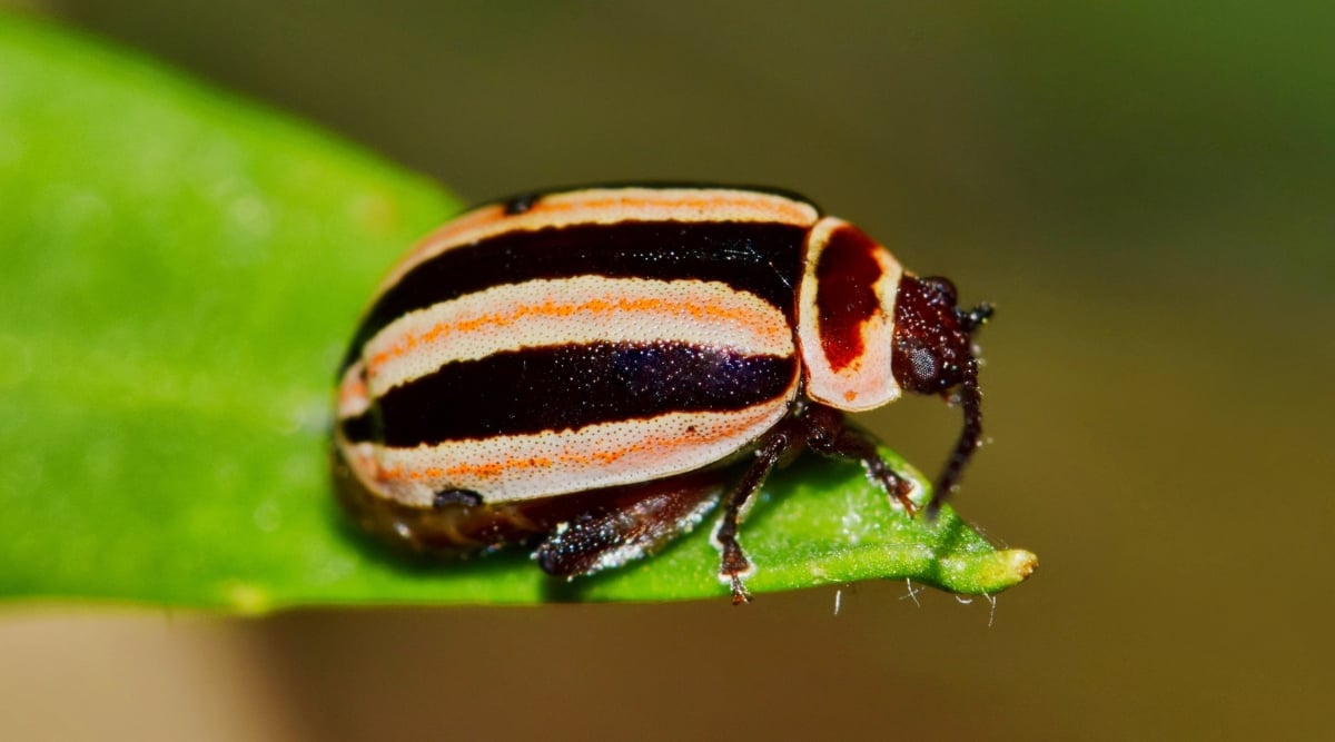 A close-up of a Kuschelina flea beetle, its tiny features come to life against the vibrant green backdrop of a leaf. The beetle is positioned gracefully at the tip, its distinct markings and coloration adding to the enchanting beauty of the intricate microcosm within the frame.
