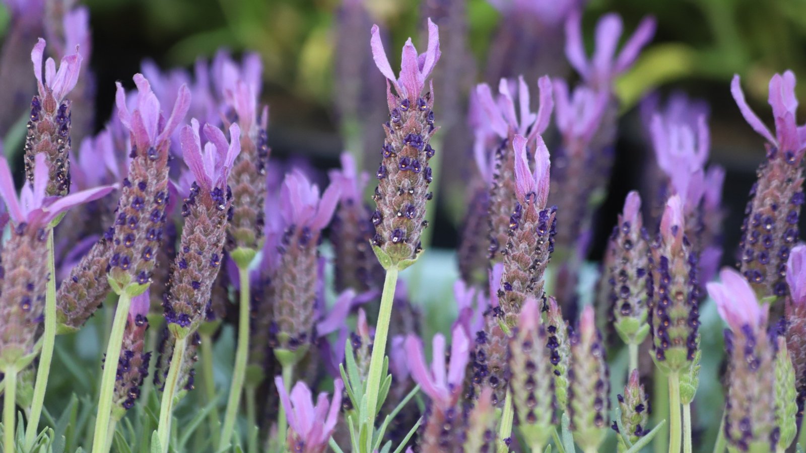 Vibrant purple Lavandula stoechas flowers with their distinctive petal tufts bloom amidst grey-green foliage under soft, diffused light.