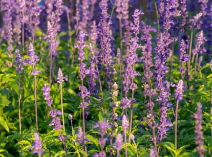 The Mealycup Sage plant boasts vibrant purple tubular flowers that resemble lavender look-alikes, blooming in dense clusters on sturdy stems, with lance-shaped green leaves that have a slightly fuzzy texture.