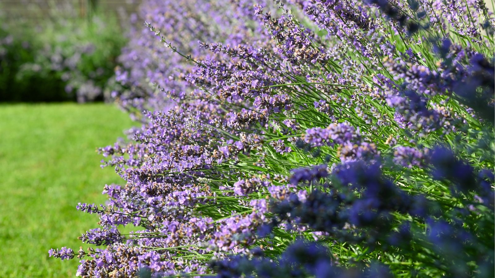 Lavender has narrow, gray-green leaves with a silvery appearance and spikes of small, fragrant purple flowers growing in bushy formations in a sunny garden.