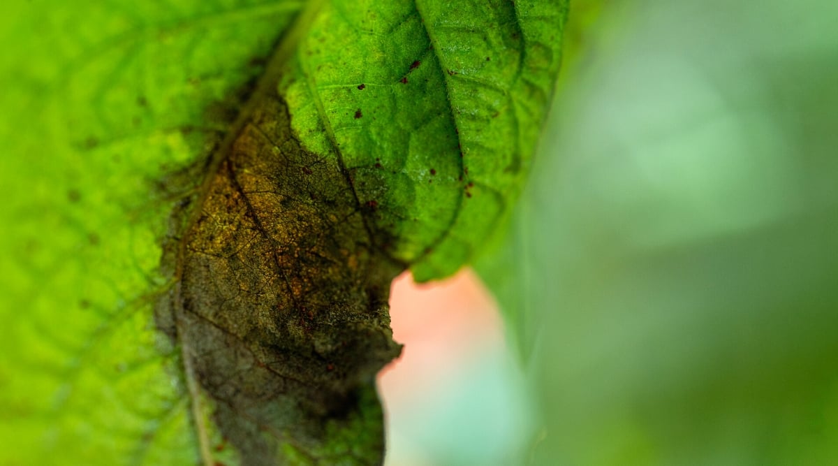 Leaf blight