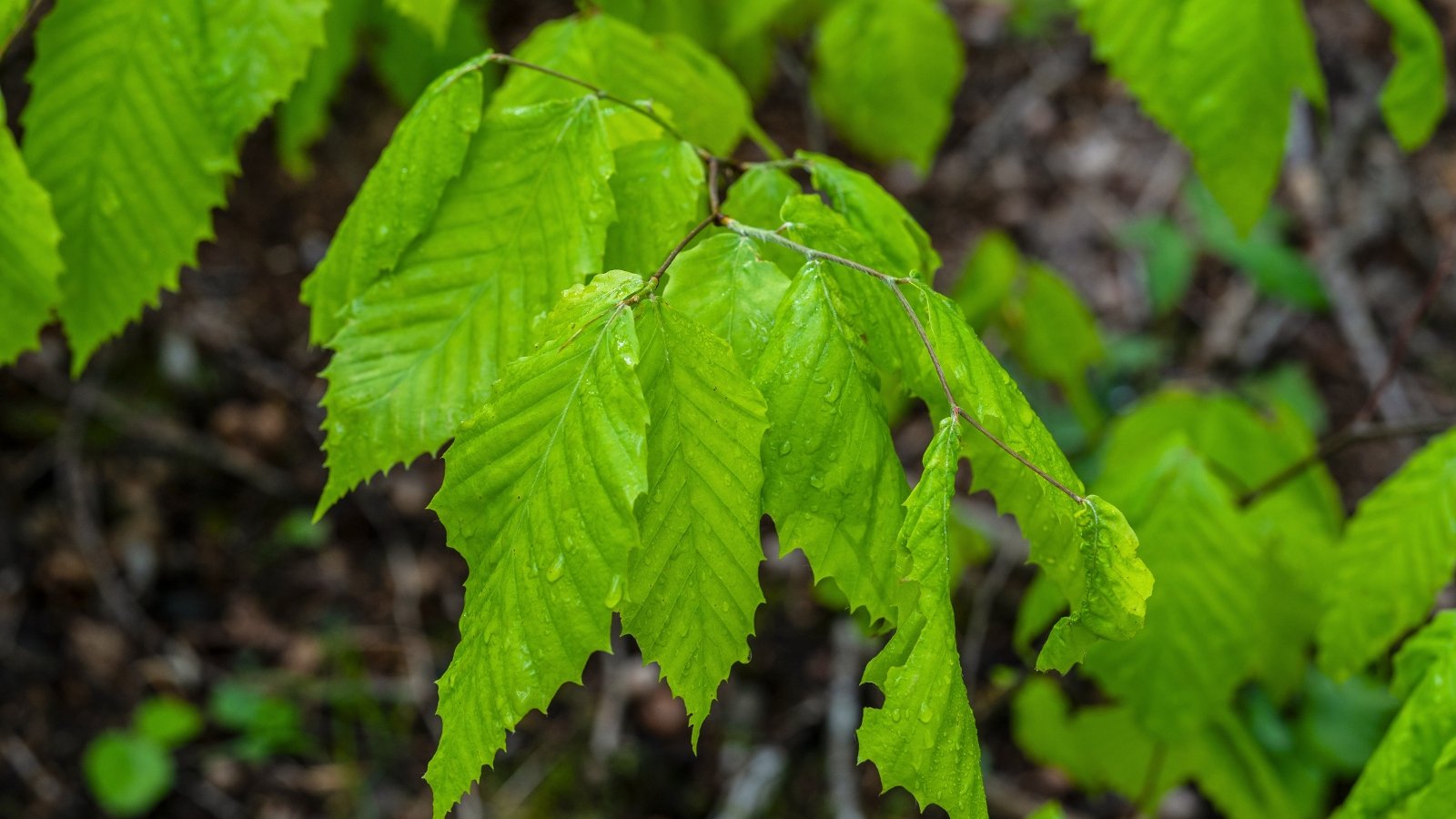 The branches are smooth and gray with a distinctive zigzag pattern, featuring alternate dark green leaves that are oval-shaped with sharply serrated edges, prominent veins, and covered with raindrops.
