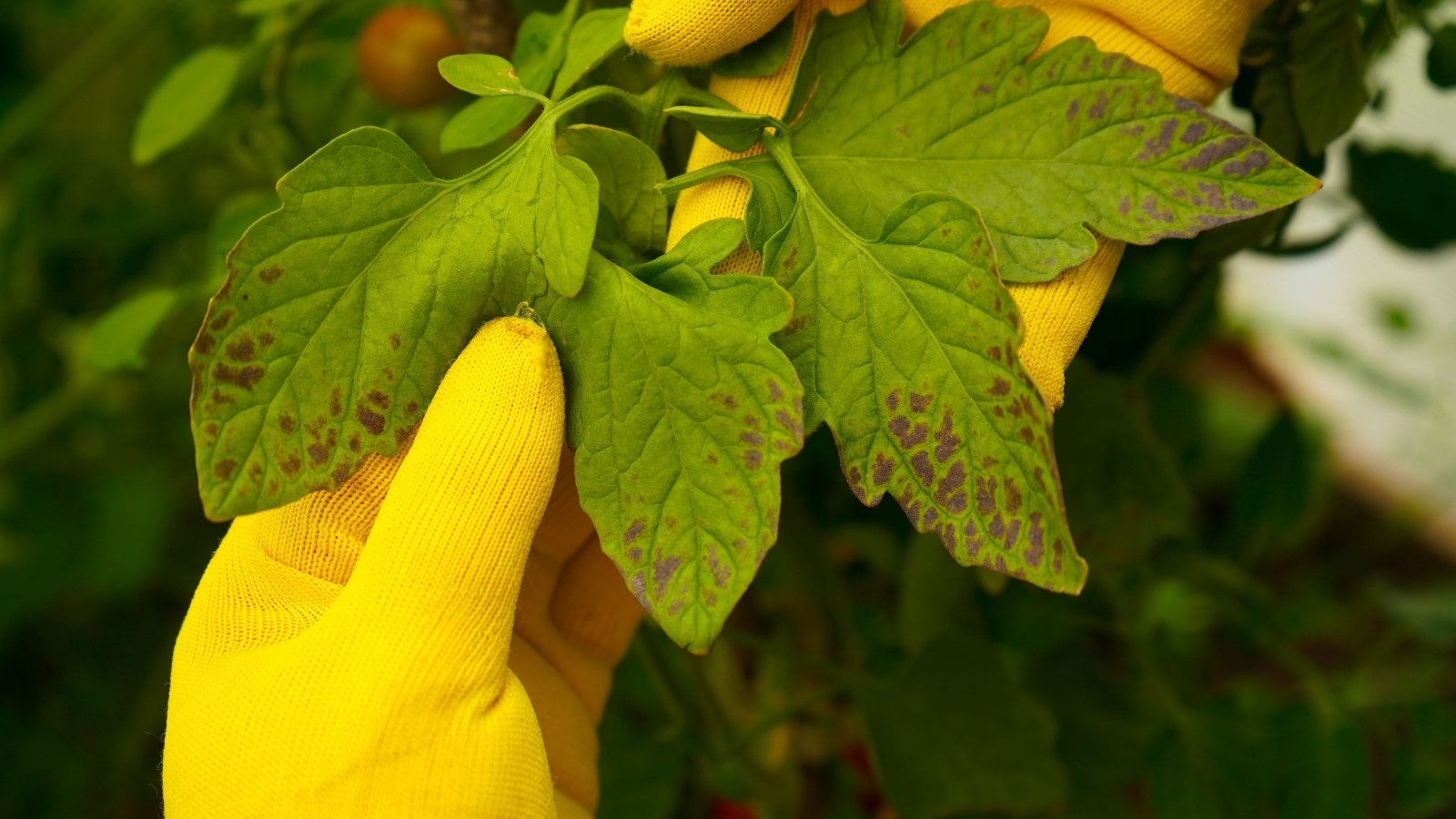 A close-up of a farmer's hands wearing yellow gloves, carefully examining a citrus leaf with visible signs of disease.