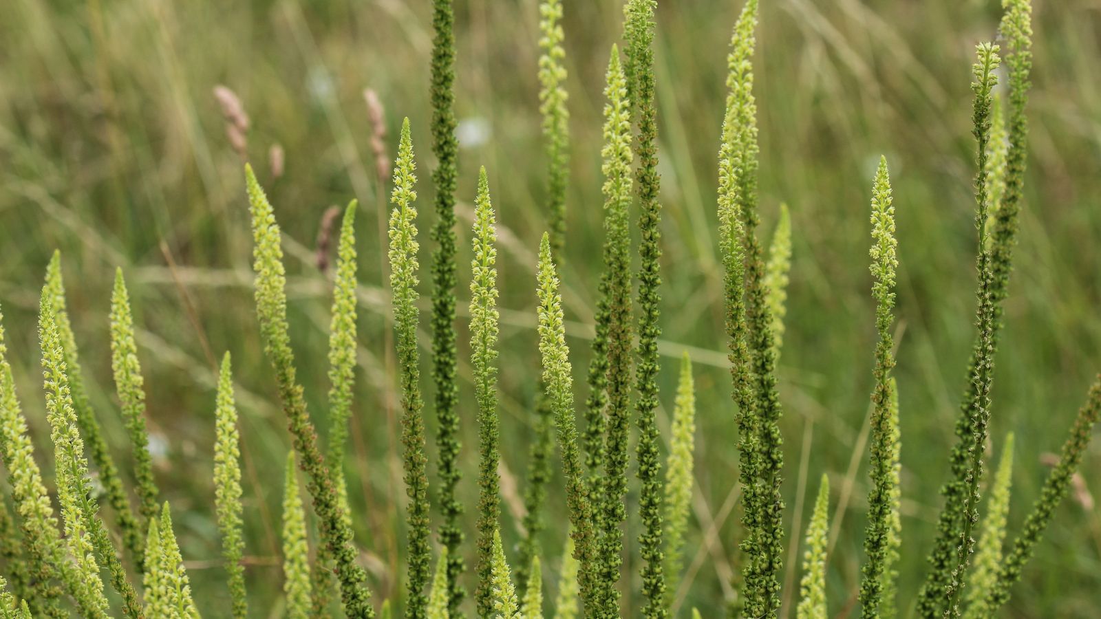 Stalks of Resada luteola appearing light and vivid green, yet to bloom its yellow flowers, with other greens and dried grass in the background