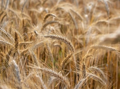 A wide field covered in barley plants appearing light brown with heavy heads, slightly drooping to the side