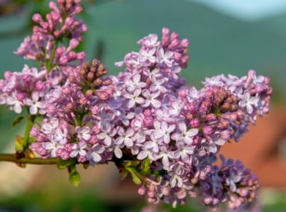 Lilac Tree vs Shrub