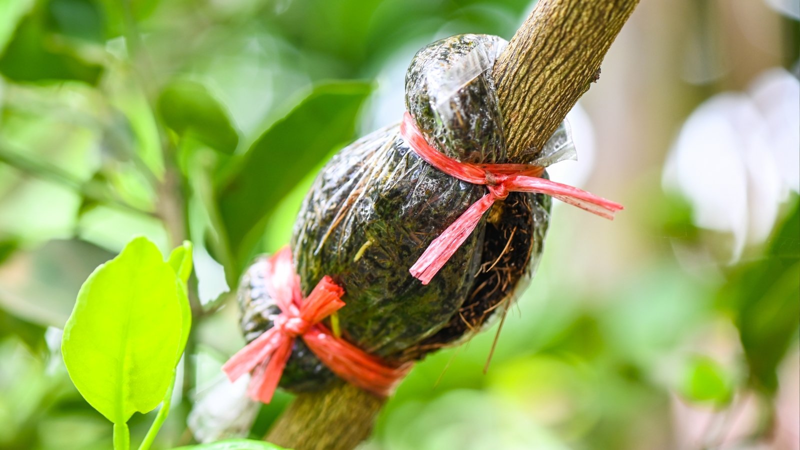 A close-up of a lime stem exhibits signs of bud grafting, evident with plastic wrapping around it, ensuring protection and fostering growth. In the blurred background, vibrant green leaves sway gently, bathed in sunlight, promising a fruitful season ahead.