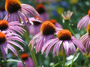 Close-up of blooming long-flowering Echinacea perennials, showcasing sturdy, lance-shaped leaves and large, daisy-like purple flowers with prominent cone centers.