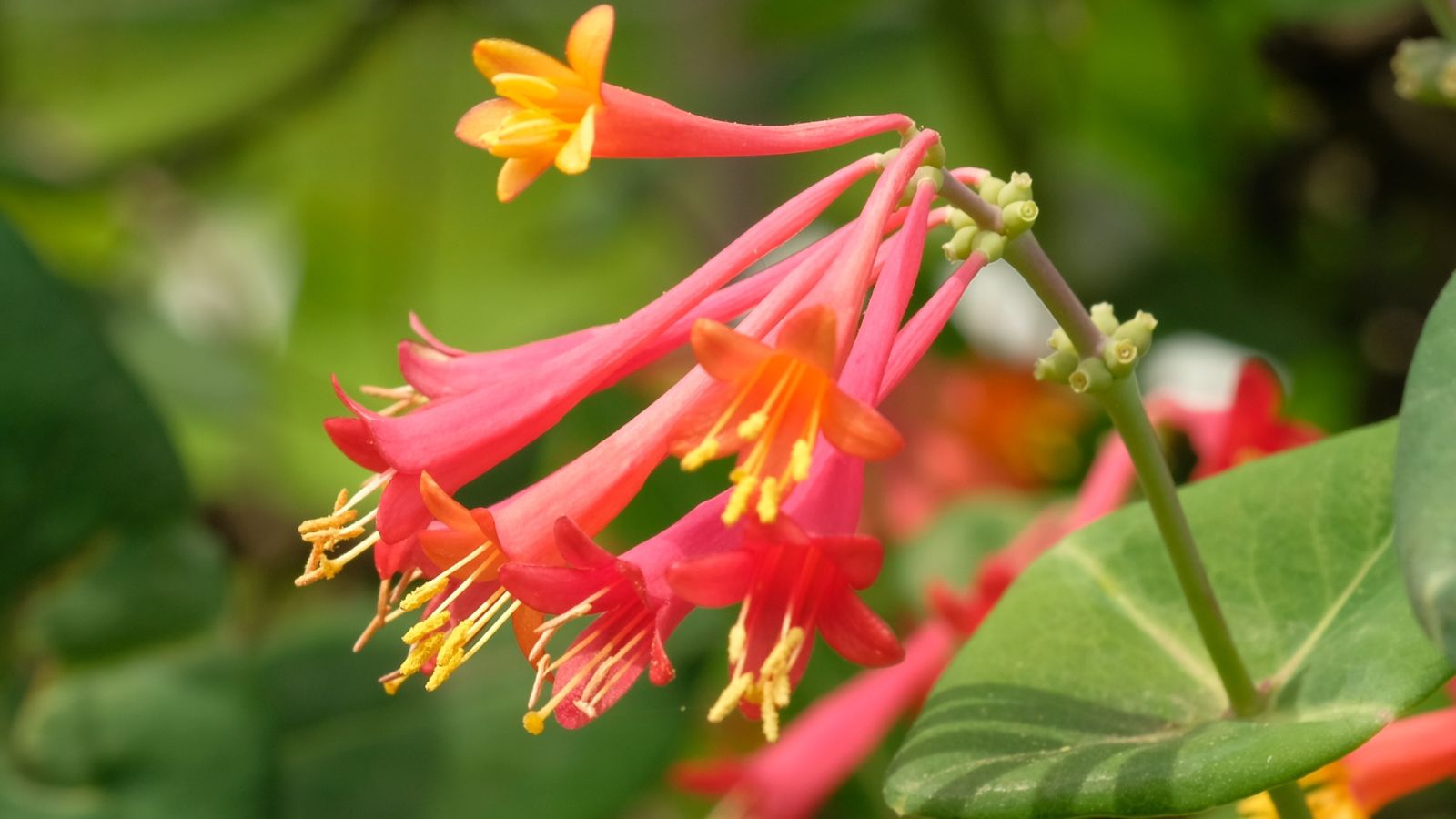 Vibrant red Lonicera sempervirens flowers with bright yellow stamens, having green leaves appearing rounded with whitish veins