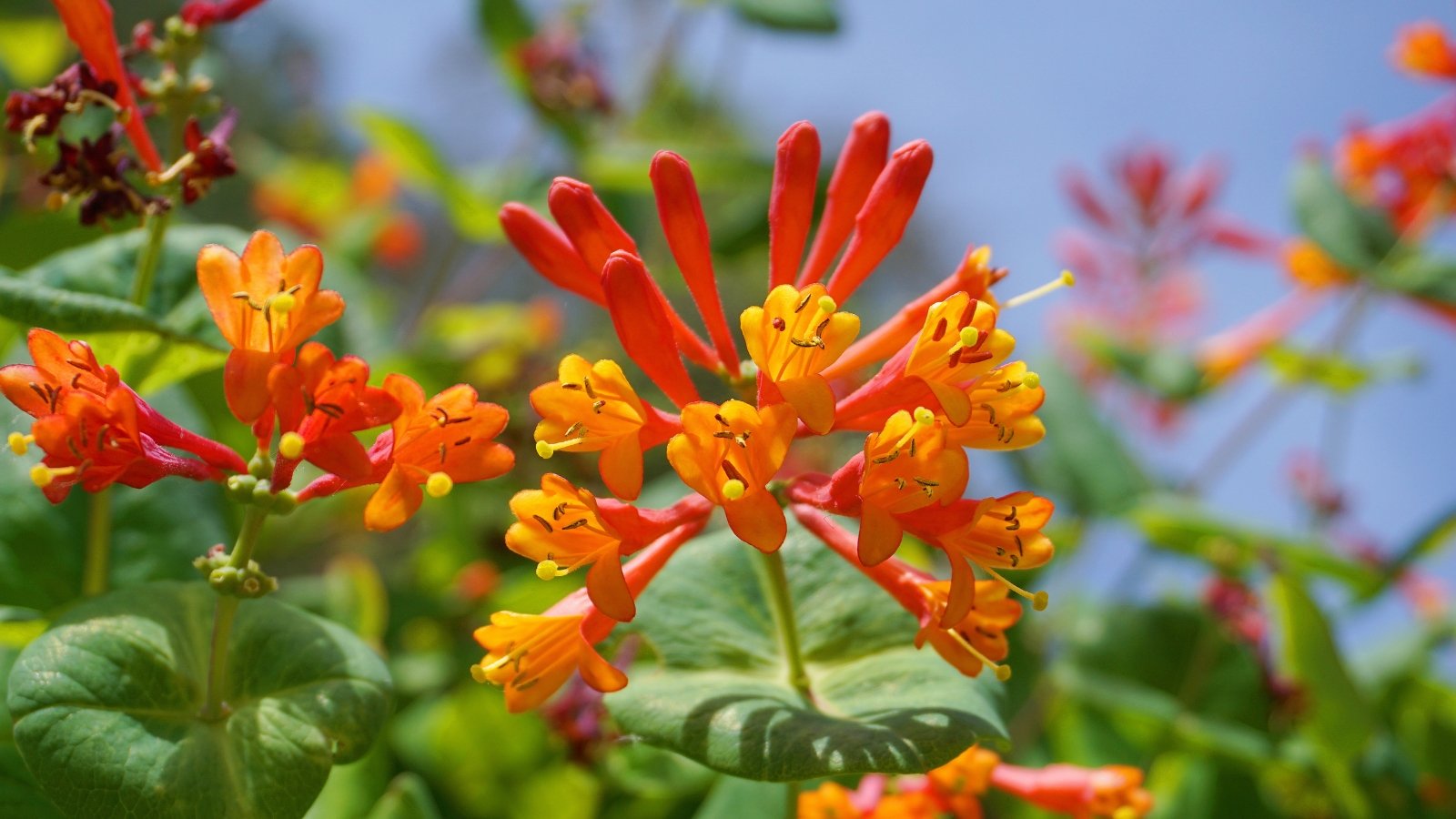 A close-up of Coral Honeysuckle in full bloom reveals vibrant, tubular scarlet-orange flowers. The lush green leaves and twining branches frame the blossoms beautifully.