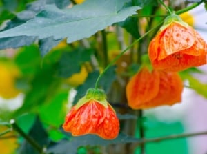 Lovely orange blooms of flowering maple surrounded by deep green leaves and stems