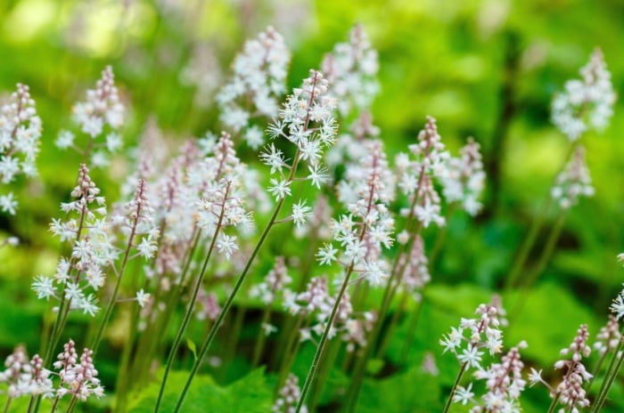 The Foamflower plan, a popular low-maintenance shade plant, features delicate, frothy spikes of tiny white to pale pink flowers rising above a mound of deeply lobed, bright green leaves with dark veining.