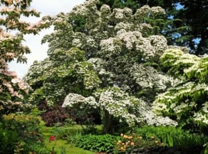 This low-maintenance tree features a graceful form with layered branches, oval green leaves, and striking white bracts resembling flowers, which turn pink as they mature.