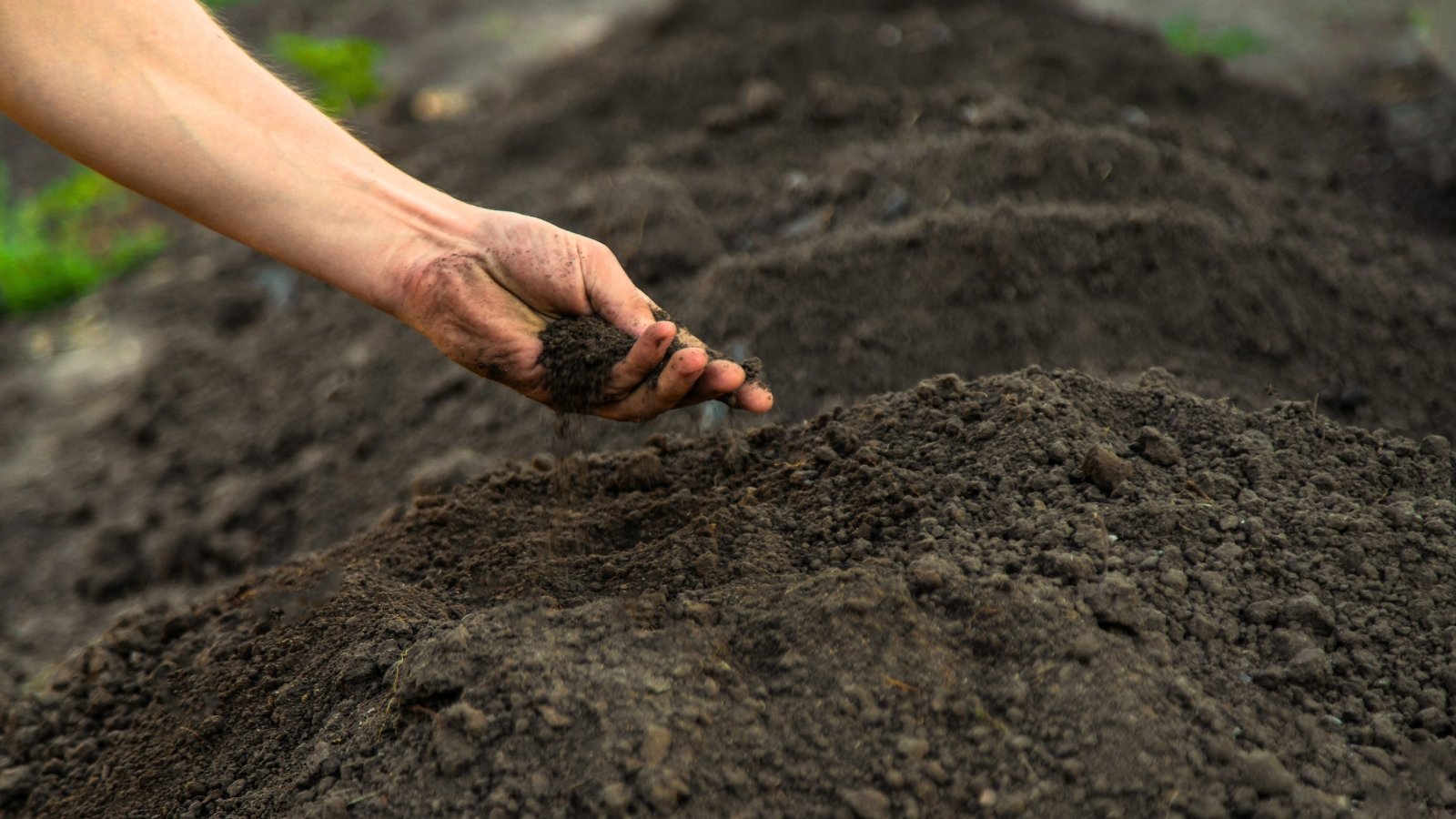 Close-up of a man's hand checking loose, dark brown soil in a garden bed.