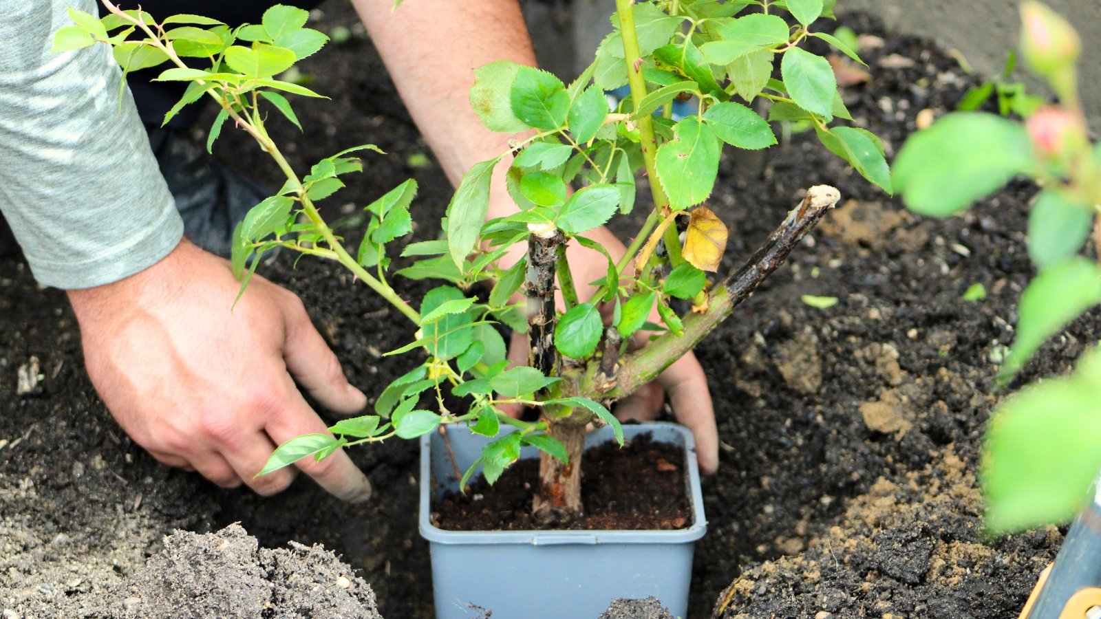 Transplanting a rose bush from a plastic pot into soil in the garden.