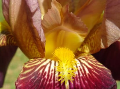 Maroon bearded iris