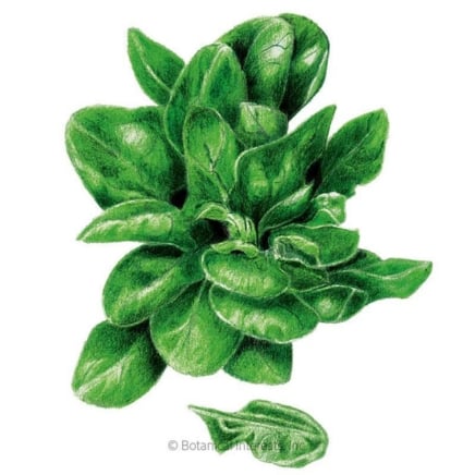 Matador Spinach Seeds