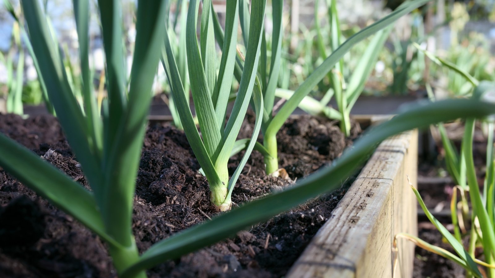 Numerous leek plants growing vigorously in a spring garden, their broad leaves fanning out from thick, white bases.