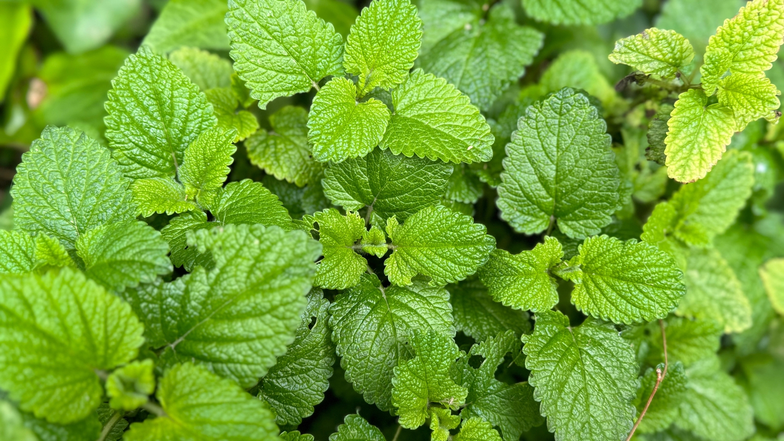 The plant features square stems with broad, heart-shaped leaves with serrated edges.