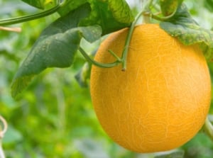 The melon plant features sprawling vines with large, lobed green leaves, and produces round yellow fruit with a netted rind.