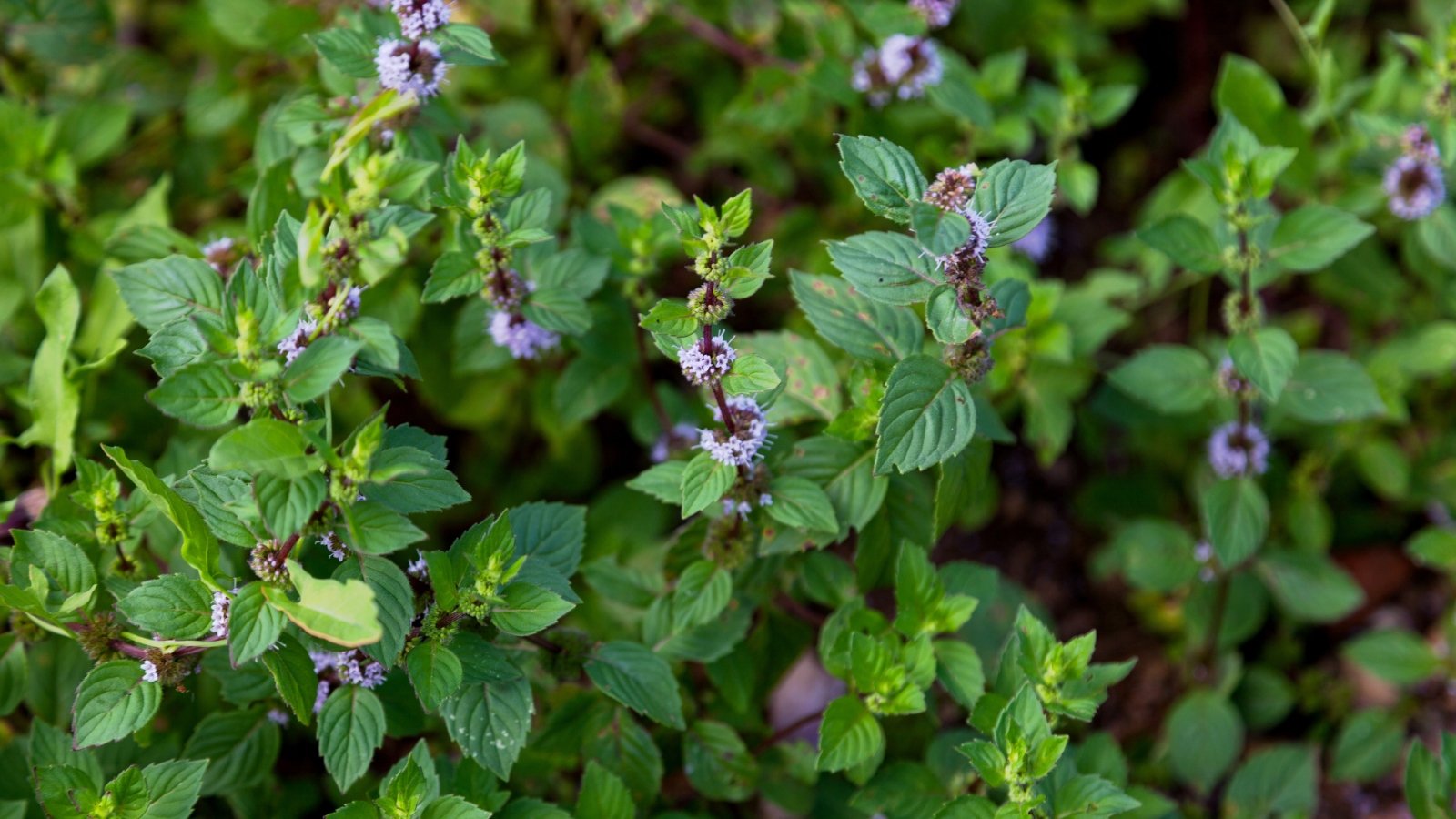 Displays square stems and bright green, slender leaves, with spikes of small pale purple flowers.
